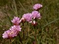 2011_SO & Centre-9-Vallee de l'Allier_03
